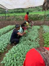 Seedling ready to transplant for vegetable farming