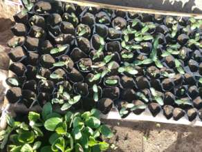 Summer nursery establishment for income generation