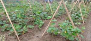 Summer vegetable growing