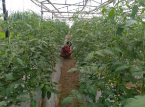 Tomato production in tunnel for income