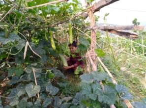 Vegetable growing foe income generation