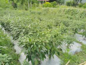 Vegetable production by affected farmers