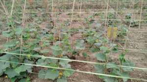 Vegetable production by farmers