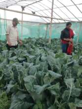 Vegetable production in tunnel