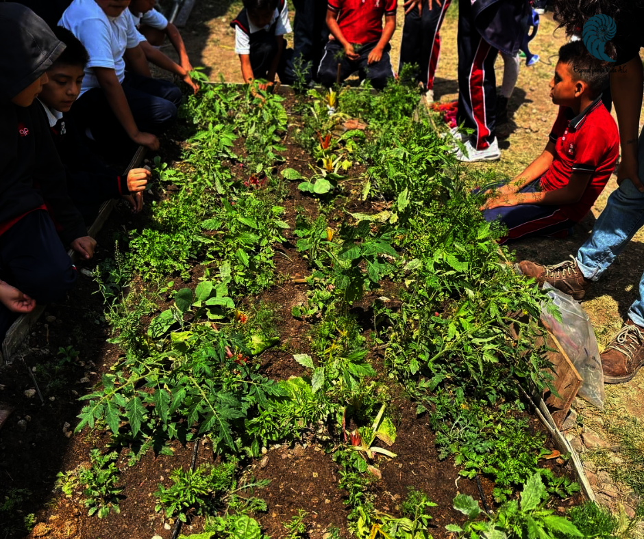 School garden