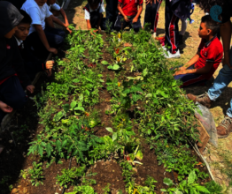 School garden