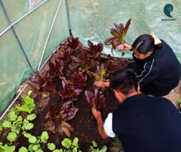 School gardens