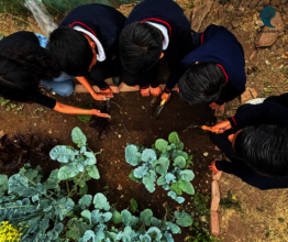 Cleaning school gardens