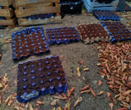 Seedbeds