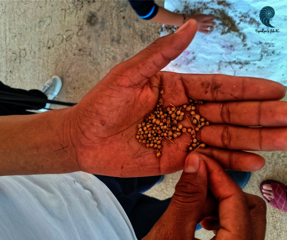 Seeds from school gardens