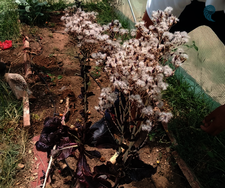 cleaning of school gardens