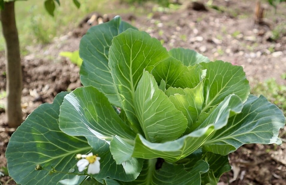 The cabbage that shines in the orchard