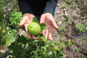 Nutrition in Your Hands