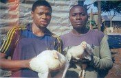 10,000 Broilers as Microcredits to 100 Farmers.