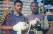 10,000 Broilers as Microcredits to 100 Farmers.