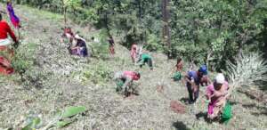 Broom grass plantation