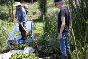 Cleaning water bodies from the exotic lily water