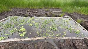 Filters prevent invasive species enter the pond