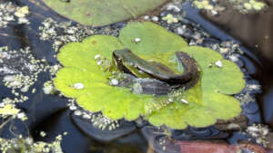 Once established, ponds thrive with native life.