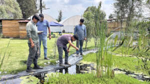 Volunteers help in many ways for the axolotls.