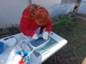 Vet Aby checks weekly the health of the axolotls.