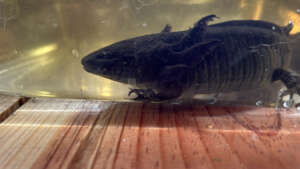 We get to know more about the axolotls populations