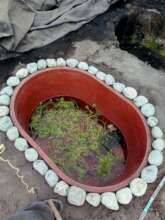 New ponds adapted for the hot season