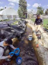 Adaptating the pond for the axolotls