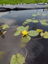 Natural ponds are adapted with native plants