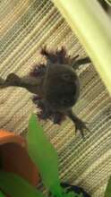 One of the reproductive females happy in her tank