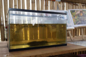 Axolotls waiting in provitional tanks