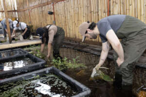 Volunteers giving maintenance to axolotl's ponds