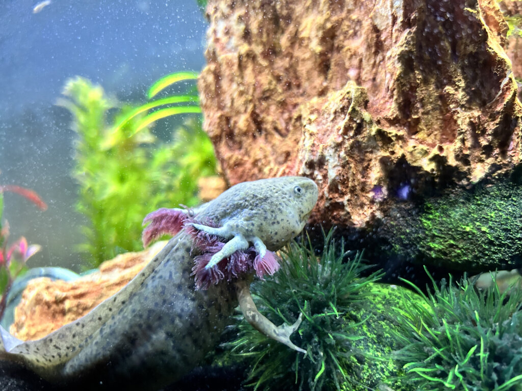 Axolotl conservation in the Xochimilco wetland