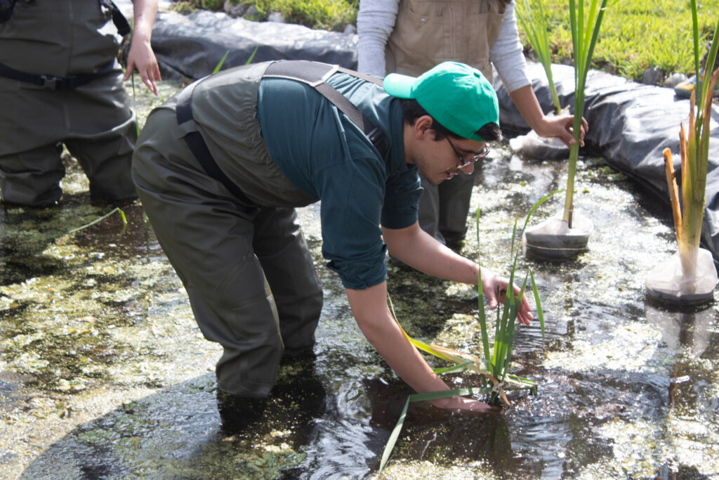 Axolotl conservation in the Xochimilco wetland