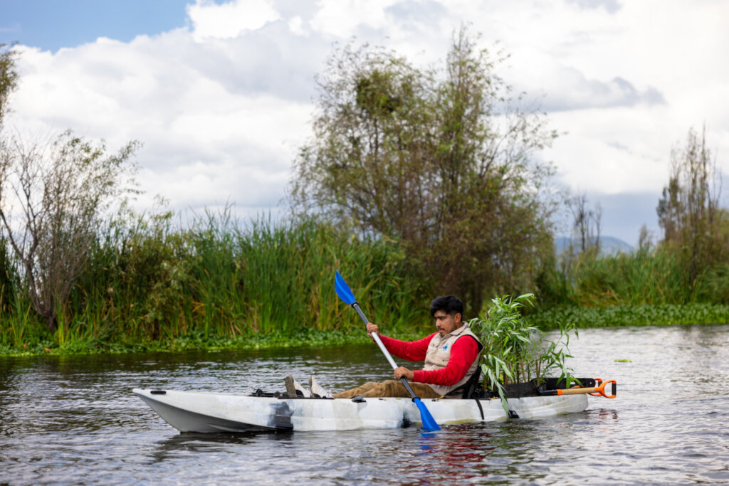 Planting native trees to save the axolotl