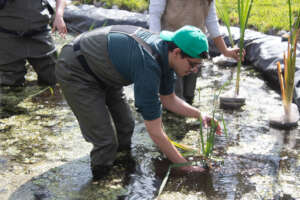 ONGs and volunteers work hard to save the axolotl