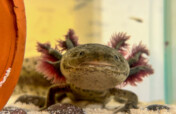 Axolotl conservation in the Xochimilco wetland
