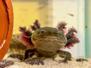 Axolotl conservation in the Xochimilco wetland