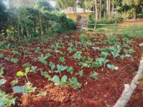 Vegetables in the kitchen garden
