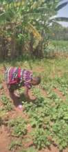 A successful kitchen garden