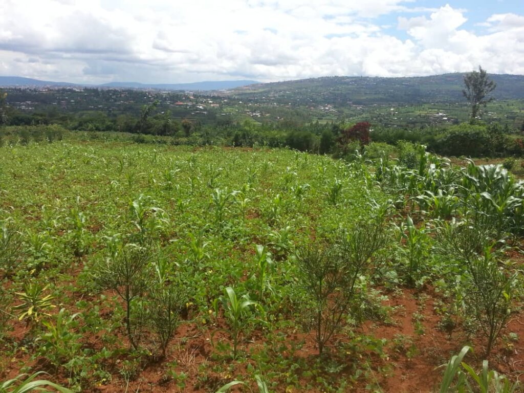 Amakondera Institute for Culture and Education