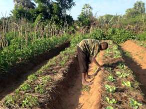 Organic garden