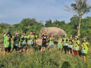 Stop off to say hi to an elephant