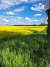Canola Fields near the Park