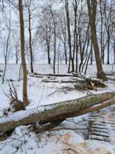 Fallen Trees - Winter 2024