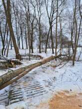 Removal of Fallen Trees