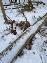 Fallen Trees in Rynski Dwor