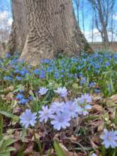 Spring in Rynski Dwor