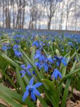 Spring Flowers