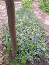 Brunnera Silver Heart